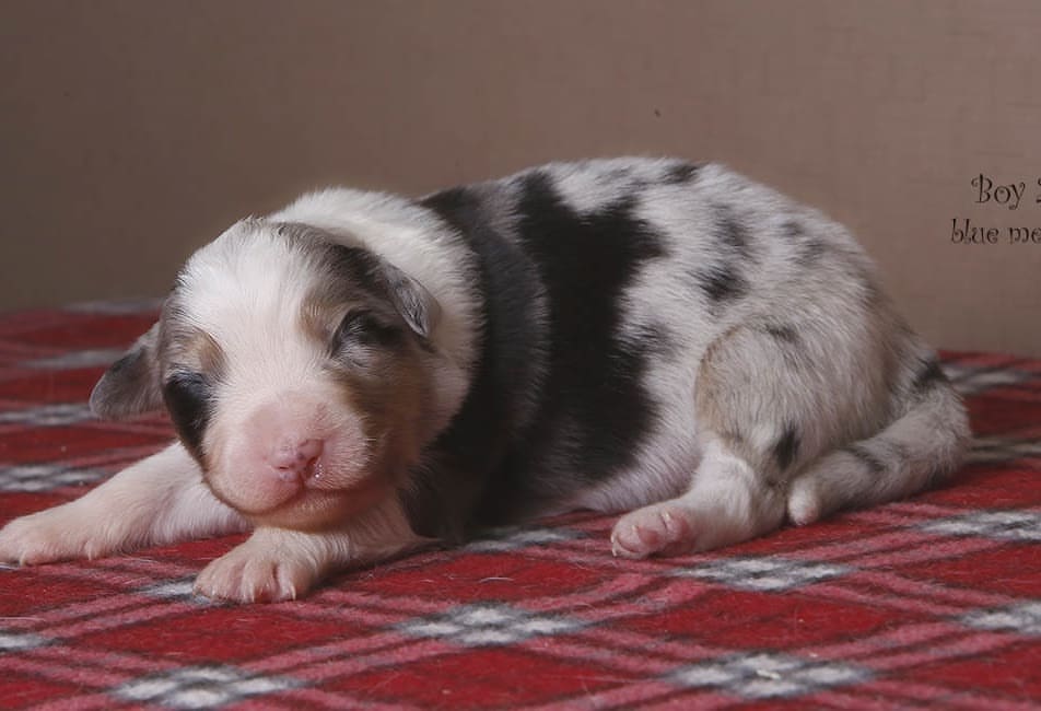 iz_doma_korolevoi_kennel в LOOKY — фото 4