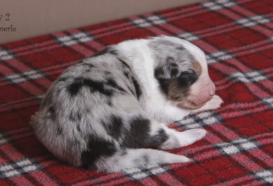 iz_doma_korolevoi_kennel в LOOKY — фото 3
