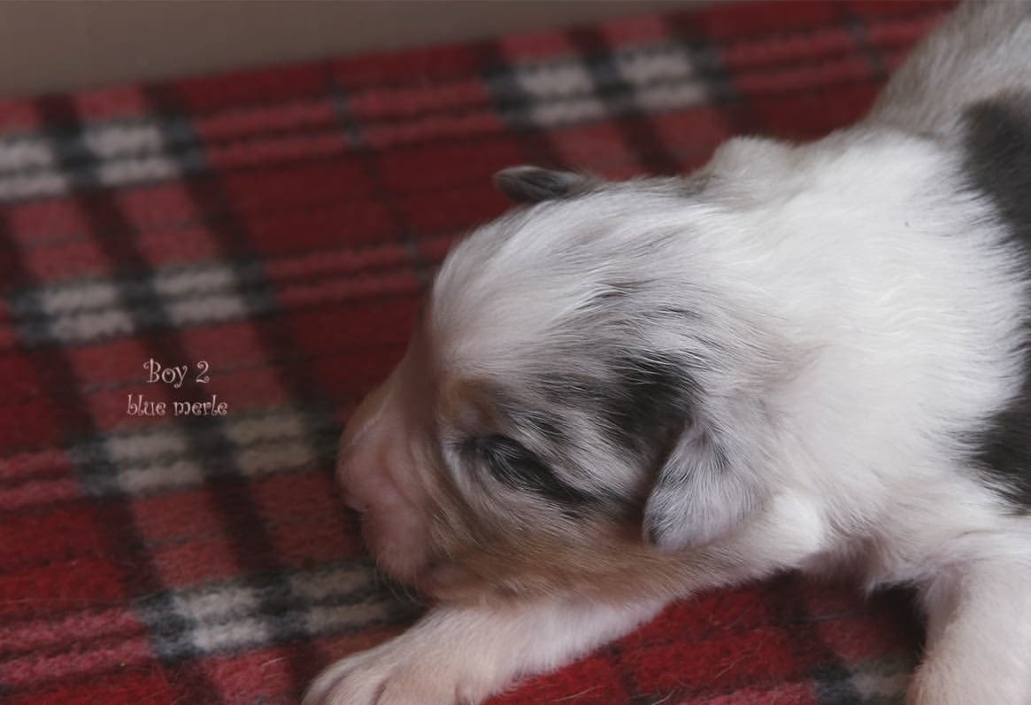 iz_doma_korolevoi_kennel в LOOKY — фото 7
