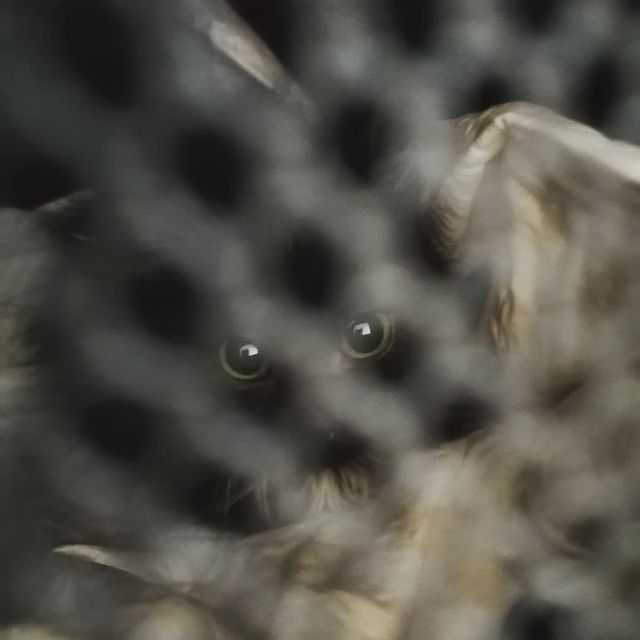 hippomarus в LOOKY. . Чёрное. Глазастое. М...