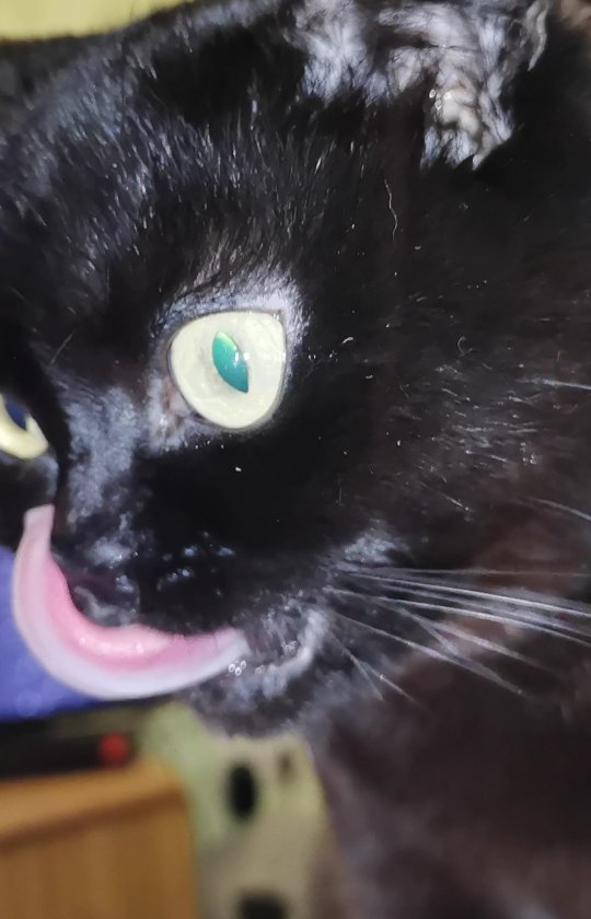 bysa_cats в LOOKY. #кот,#cat,#cats,#kitten,#catstagram_japan,#kittycat,#meow,#NoFilter,#instacat,#猫,#ねこ,#neko,#Repost,#blackcat,#cute,#instagramcats,#weeklyfluff,#kitty,#kittens,#catlife,#catlover,#blackstarcat,#scottishfold,#pet,#bysa_cats,#catsofinstagram,#catoftheday,#love,#photography,#고양이. Не оливки, но тоже в...