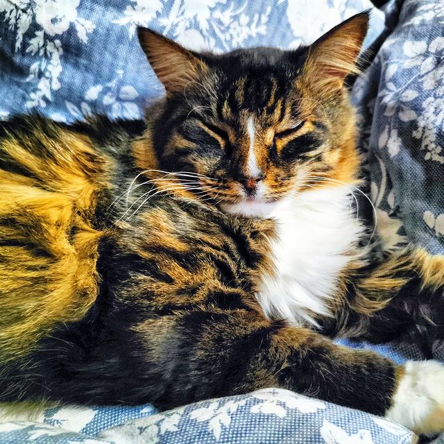 marinastsha в LOOKY. #mainecooncat,#mainecoon,#blackcatsofinstagram,#blackcat,#blackcatsclub,#котик,#кот,#котывинстаграме,#norvegianforestcat,#жизнькота,#catphoto,#catslover,#,#обожаюживотных,#безкотаижизньнета,#cat_features,#cat_of_instagram,#кошачьяжизнь,#золотойфонддрузей,#catsloversworld,#catlife,#catphoto,#lifewithcats,#sellos,#gatos,#gatosfofos,#gatosfofo. Воскресенье. Готовим...