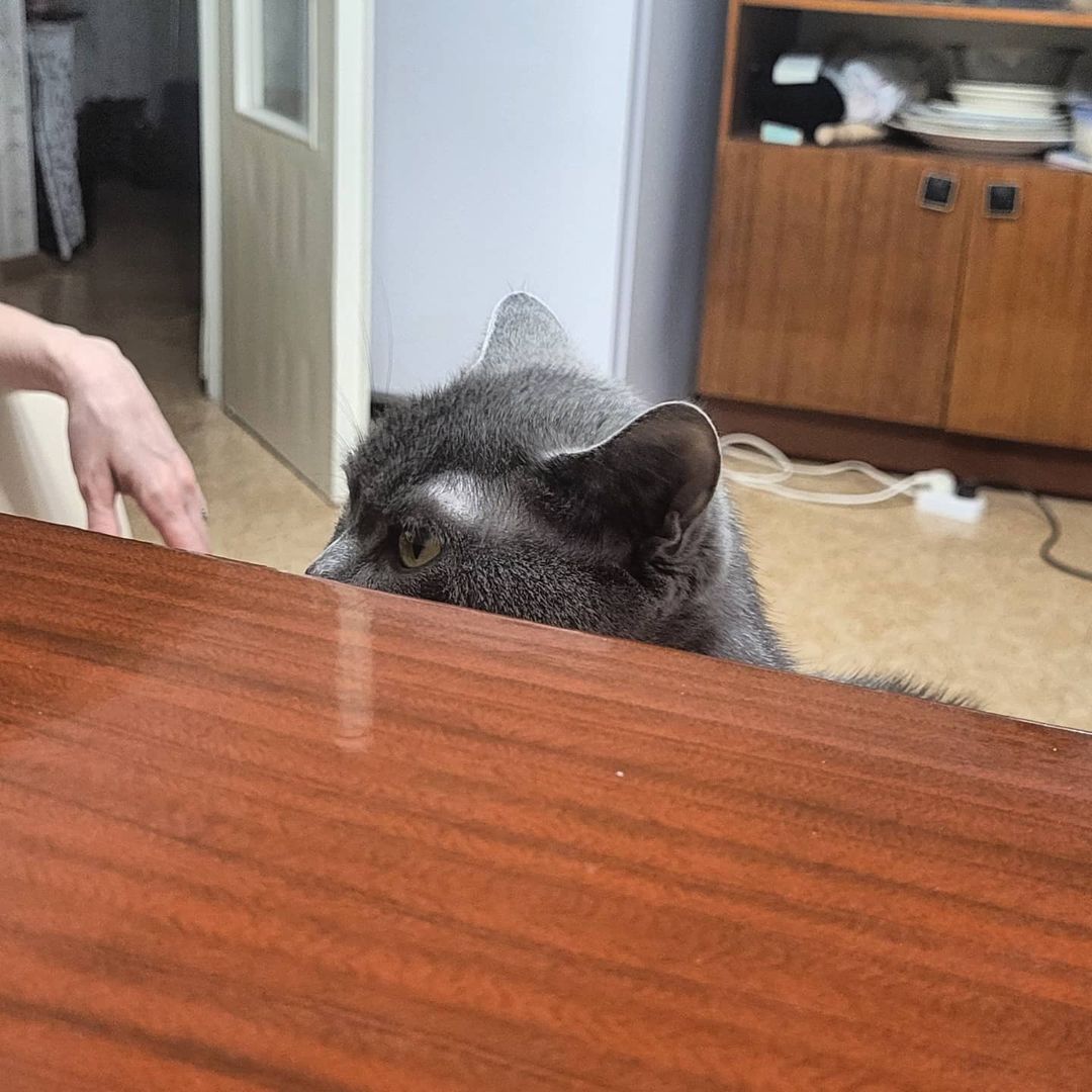 vadim_gvd в LOOKY — #кот #кошка #котик