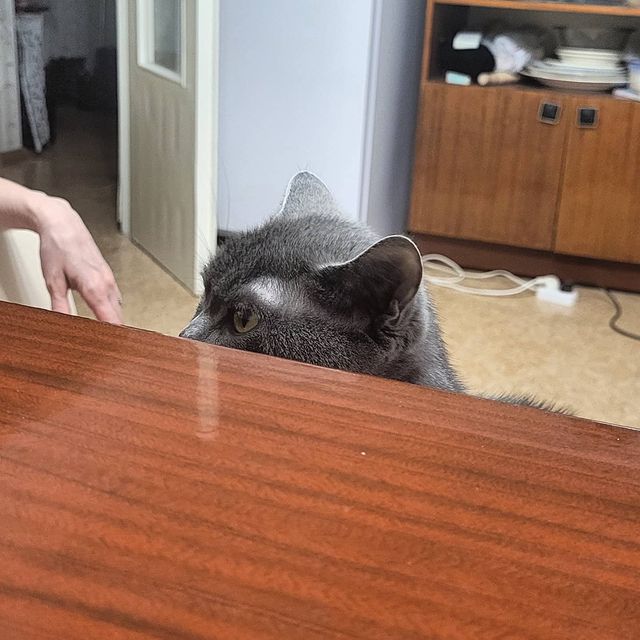 vadim_gvd в LOOKY. #кот,#кошка,#котик. #кот #кошка #котик