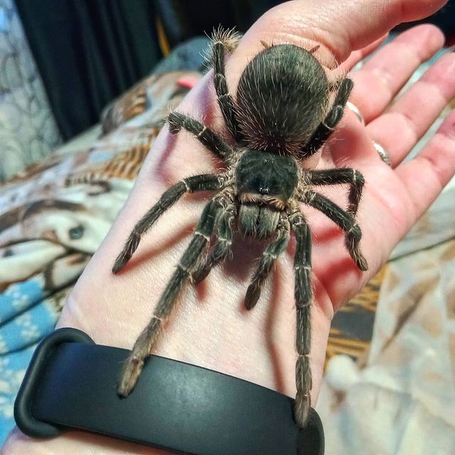 alx_nvsk в LOOKY. #theraphosidae,#lasiodora,#lasiodoraparahybana,#spider,#tarantula,#theraphosidaefamily,#tarantulakeeper,#spiderkeeper,#tarantulalove. Арания, lasiodora pa...