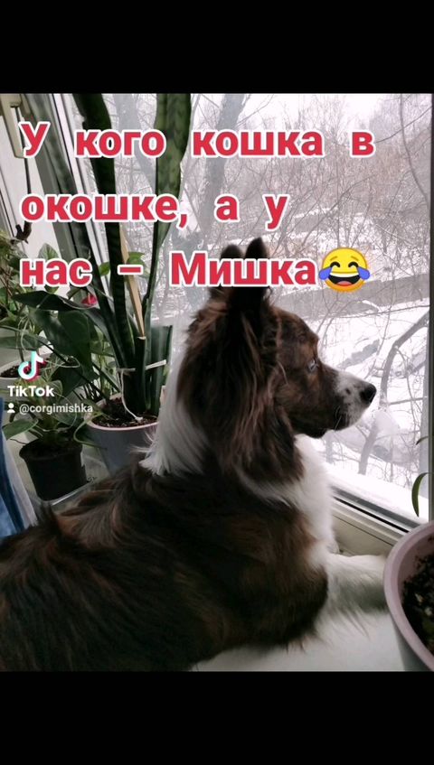 elena_ar_korsak_te9ps1k в LOOKY. #собака,#корги,#щенок,#коргиМишка,#буднищенкакорги,#коржик,#коргикардиган,#коргищенок,#коргимосква,#,#dog,#pappy,#corgipuppy,#dog,#dogs,#corgilife,#corgimoscow,#Hund,#Welpe. Исполнила Мишкину ме...