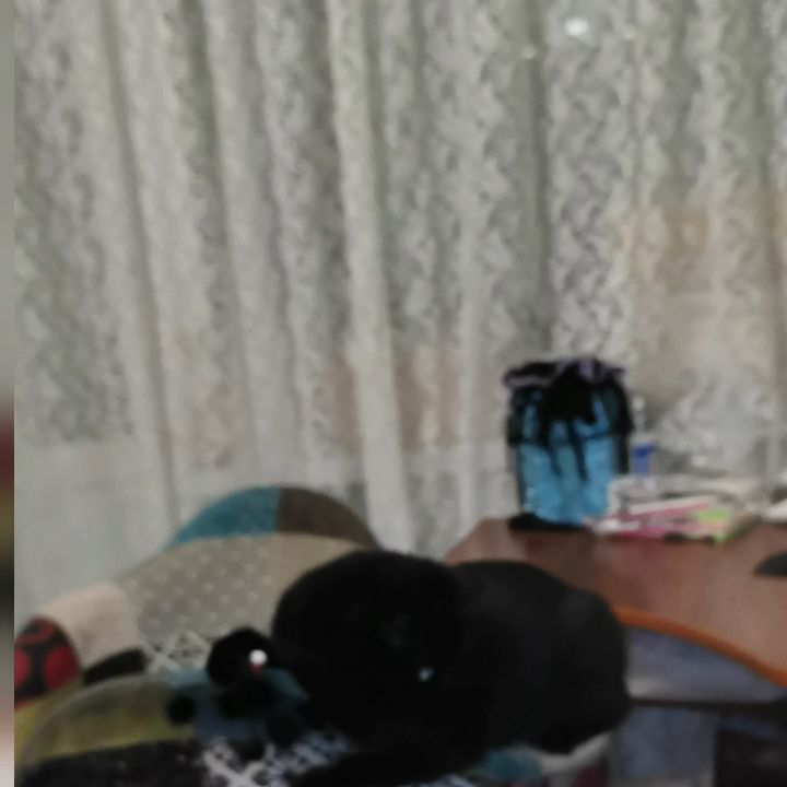 bysa_cats в LOOKY. #кот,#cat,#cats,#kitten,#catstagram_japan,#kittycat,#meow,#NoFilter,#instacat,#猫,#ねこ,#neko,#Repost,#blackcat,#cute,#instagramcats,#weeklyfluff,#kitty,#kittens,#catlife,#catlover,#blackstarcat,#scottishfold,#pet,#bysa_cats,#catsofinstagram,#catoftheday,#love,#photography,#고양이. 🐾🐾🐾
🐾

#кот 
#ca...