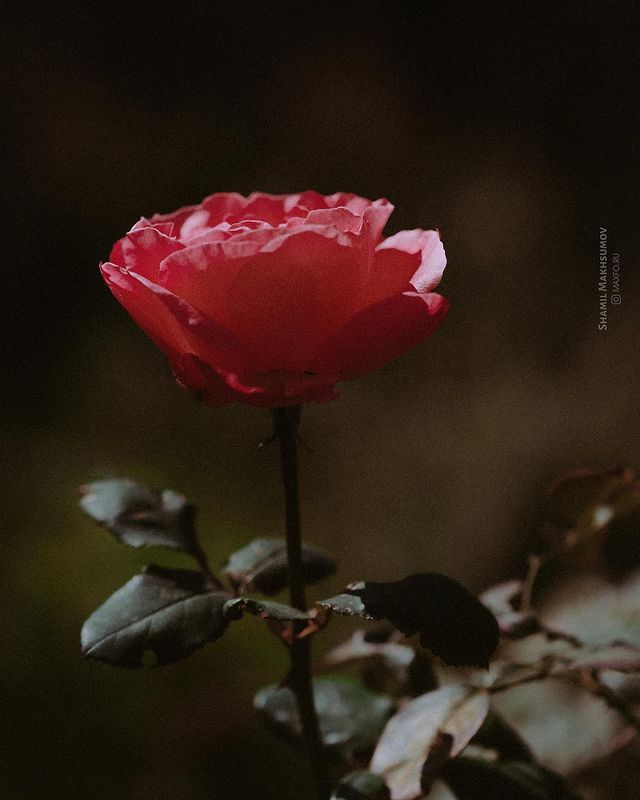 maxfo.ru в LOOKY. #rose. #rose