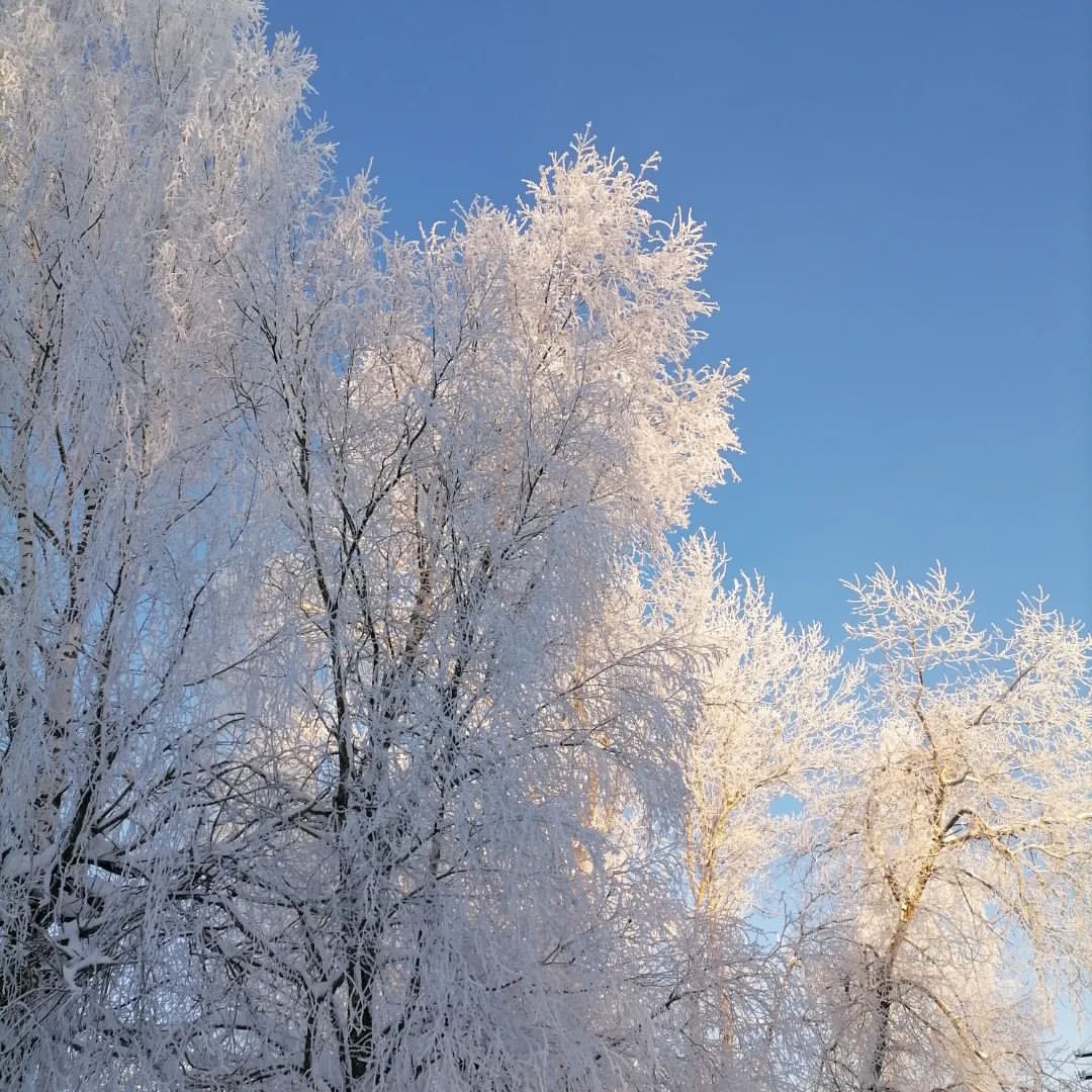 Морозные кружева... Холодно, но очень красиво😍
