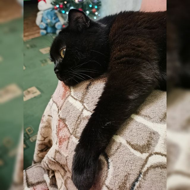 bysa_cats в LOOKY. #кот,#cat,#cats,#kitten,#catstagram_japan,#kittycat,#meow,#NoFilter,#instacat,#猫,#ねこ,#neko,#Repost,#blackcat,#cute,#instagramcats,#weeklyfluff,#kitty,#kittens,#catlife,#catlover,#blackstarcat,#scottishfold,#pet,#bysa_cats,#catsofinstagram,#catoftheday,#love,#photography,#고양이. Все на своих местах,...