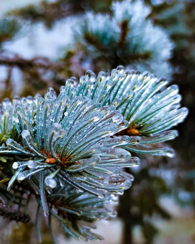 magila34 в LOOKY. #winter,#pinetree,#pine,#ice,#iceontrees,#xiaomi,#xiaomimi10tpro,#xiaomicamera,#mobilephotography,#mobilephoto,#iceglass,#transparentice. #winter #pinetree #p...