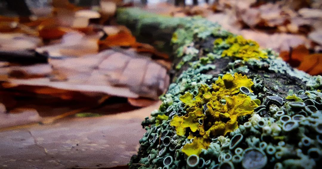 #macro #macrophotography #tree #mobilephotography #mobilephoto #moss #forest #oldforest #xiaomi #xiaomimi10tpro #xiaomicamera #nature #winter