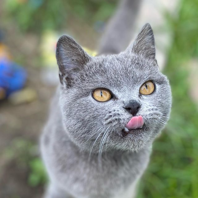 _enot_enotych_ в LOOKY. #коты,#кот_владивостока,#коты_казани,#коты_Сибири,#сочинский_кот,#эрмитажныйкот,#коты_питера,#люблю_пушистых,#люблю_котов. Да-да, вы всё правил...