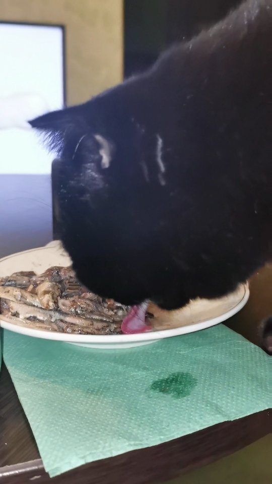bysa_cats в LOOKY. #кот,#cat,#cats,#kitten,#catstagram_japan,#kittycat,#meow,#NoFilter,#instacat,#猫,#ねこ,#neko,#Repost,#blackcat,#cute,#instagramcats,#weeklyfluff,#kitty,#kittens,#catlife,#catlover,#blackstarcat,#scottishfold,#pet,#bysa_cats,#catsofinstagram,#catoftheday,#love,#photography,#고양이. Шпроты... Ма сказала...