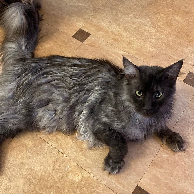 dinn_xt в LOOKY. #mainecoon,#пятница,#ура. Добрый вечер, друзья...
