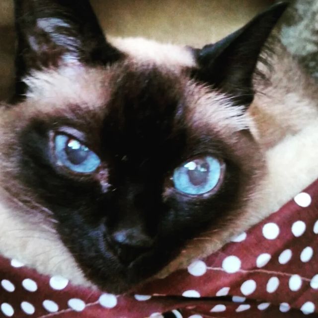 lara_kess_75 в LOOKY. #нашакошонка🐈,#нашадаша. Прошедший год накида...