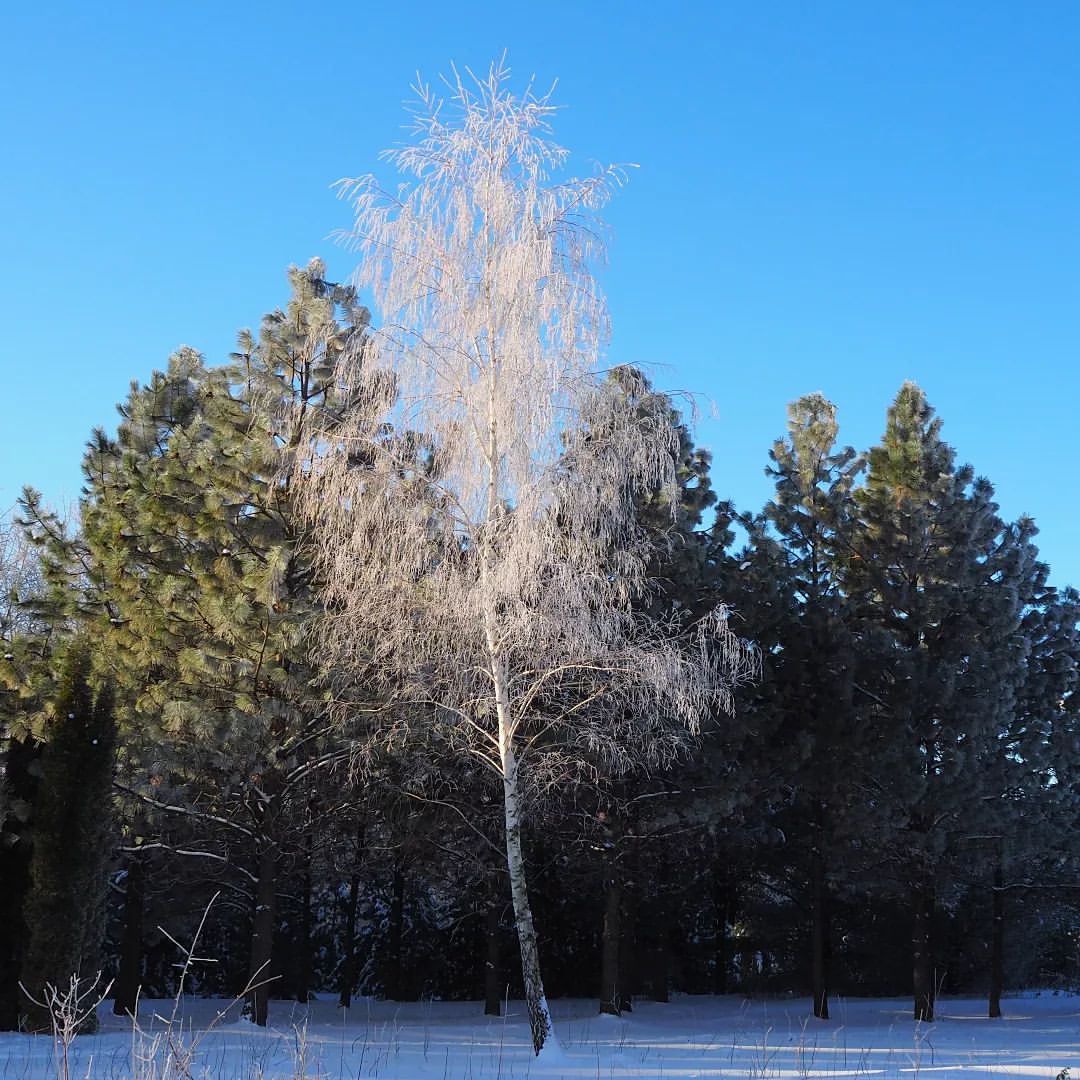 #nature#naturelife#naturephotography#tailwindphotowild#callofthewild#winter#tree#природа#дикаяжизнь#зовприроды#зима#дерево