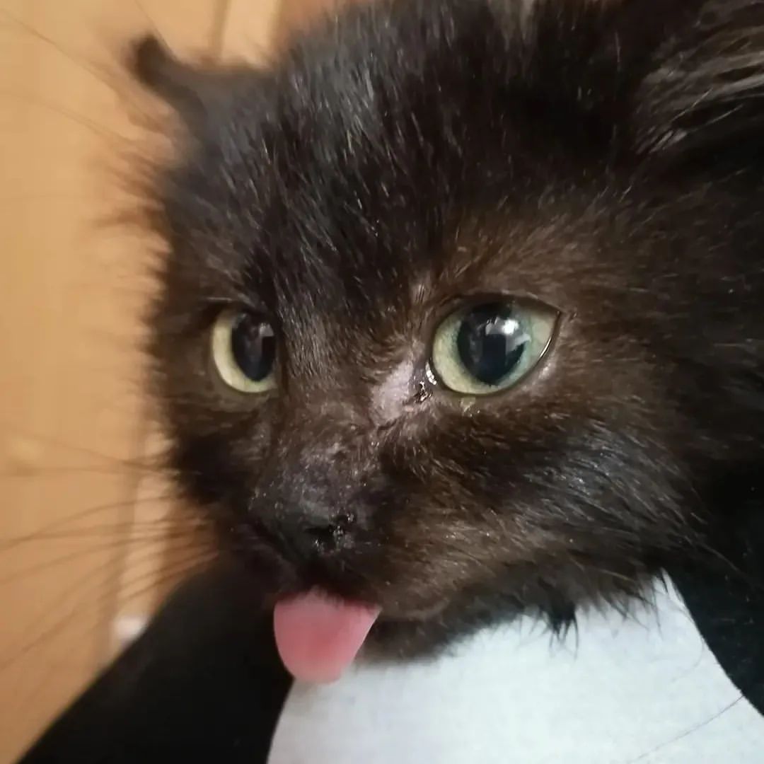 hippomarus в LOOKY — @zaryanko  поздравляю, у нас девочка! 😂🐈