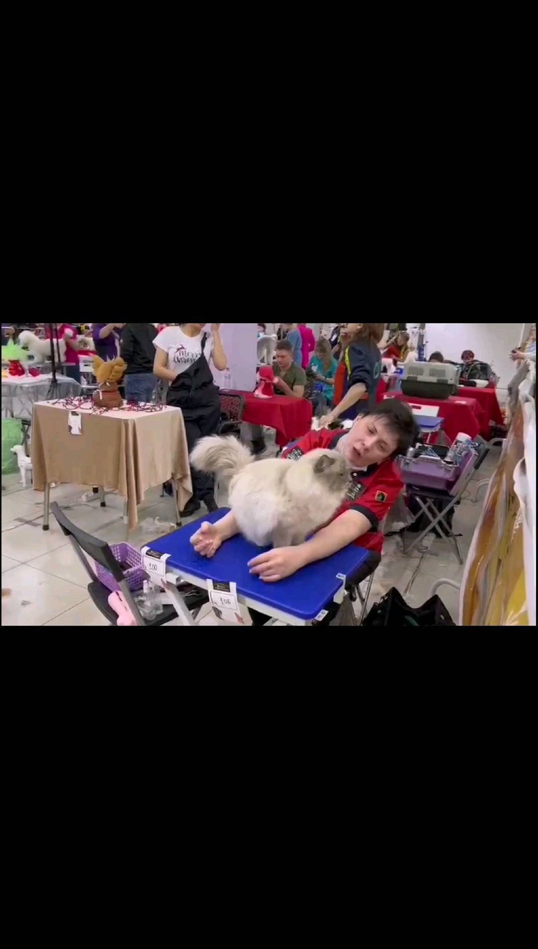 mycatgrooming in LOOKY. #кошачийгрумер,#грумингкошек,#грумингкошекмосква,#грумеркошекмосква,#выставочныйгрумингкошек,#шоугрумингкошек,#экспрессгрумингкошек,#конкурсгрумингакошек,#священнаябирма,#catgroomer,#catgrooming,#catbeauty,#showgrooming,#catshowgrooming,#groomerscompetition,#catgroomerscompetition,#catgroomingcompetition,#groomingfest2022,#groomerscontest,#catgroomingcontest,#sacredbirman,#catgroomerscontest. Замечательное начало...
