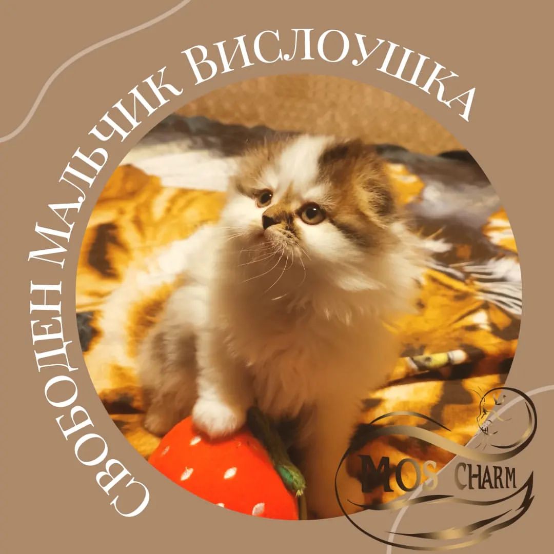Вислоухие Шотландские котята в LOOKY — фото 2