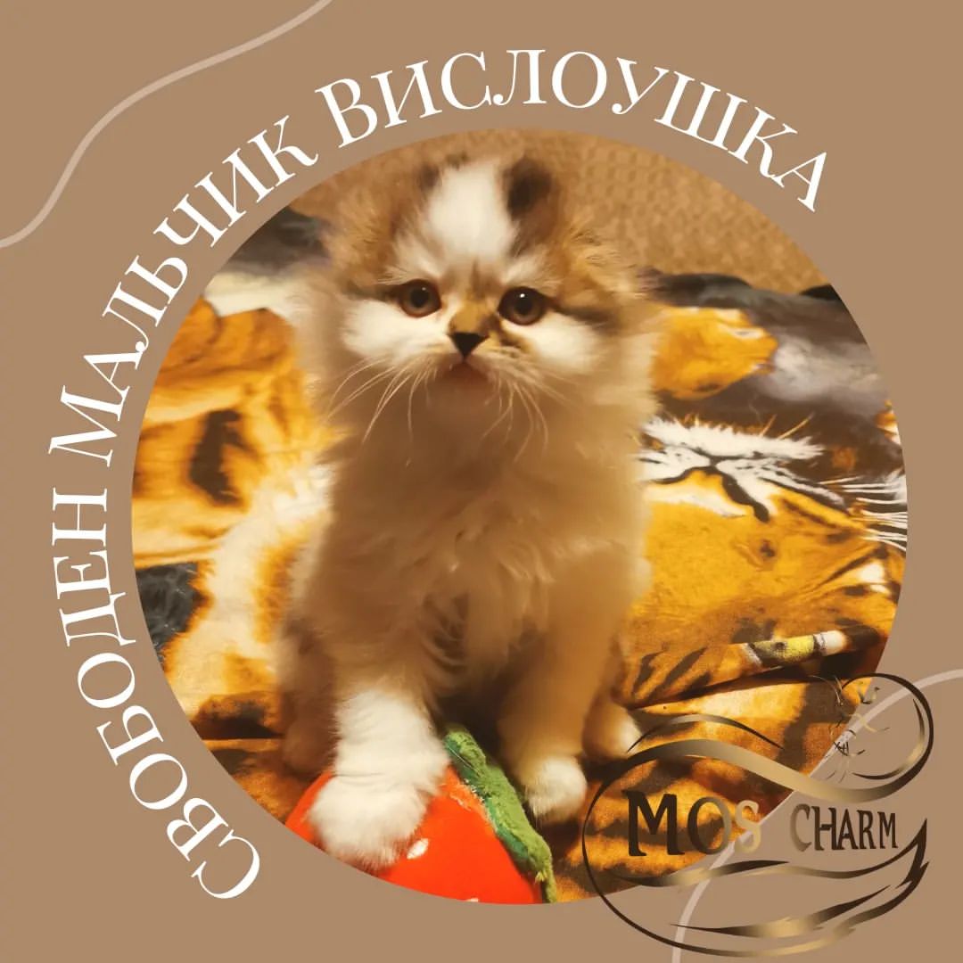 Вислоухие Шотландские котята в LOOKY — фото 3