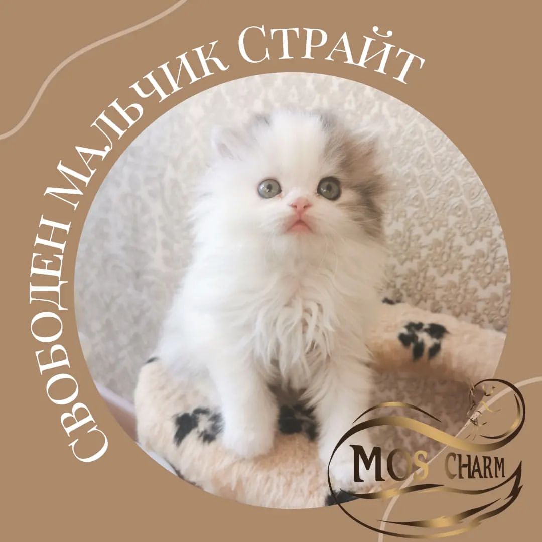 Вислоухие Шотландские котята в LOOKY — фото 2