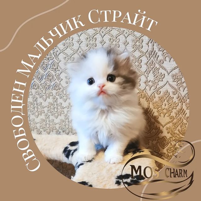 Вислоухие Шотландские котята в LOOKY. . У нас в питомнике се...