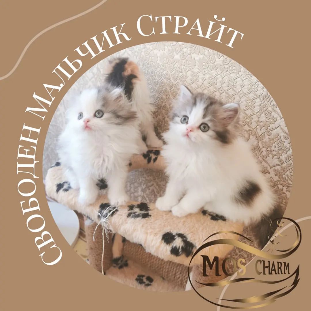 Ну и ещё один мальчишка свободен