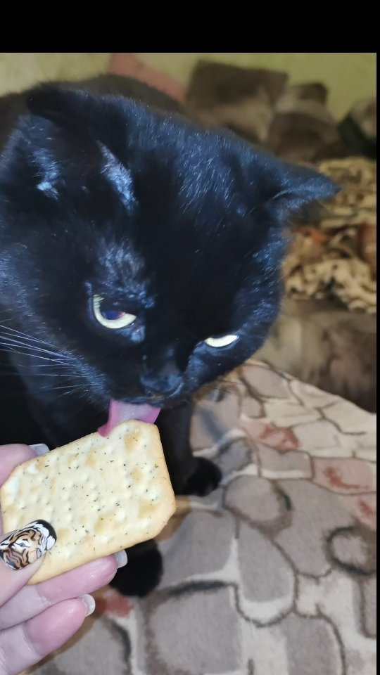 bysa_cats в LOOKY. #кот,#cat,#cats,#kitten,#catstagram_japan,#kittycat,#meow,#NoFilter,#instacat,#猫,#ねこ,#neko,#Repost,#blackcat,#cute,#instagramcats,#weeklyfluff,#kitty,#kittens,#catlife,#catlover,#blackstarcat,#scottishfold,#pet,#bysa_cats,#catsofinstagram,#catoftheday,#love,#photography,#고양이. Крекер не сладкий пр...