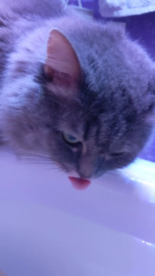 santosha_geksik в LOOKY. #котикитакиекотики. Смешно)

#котикитаки...