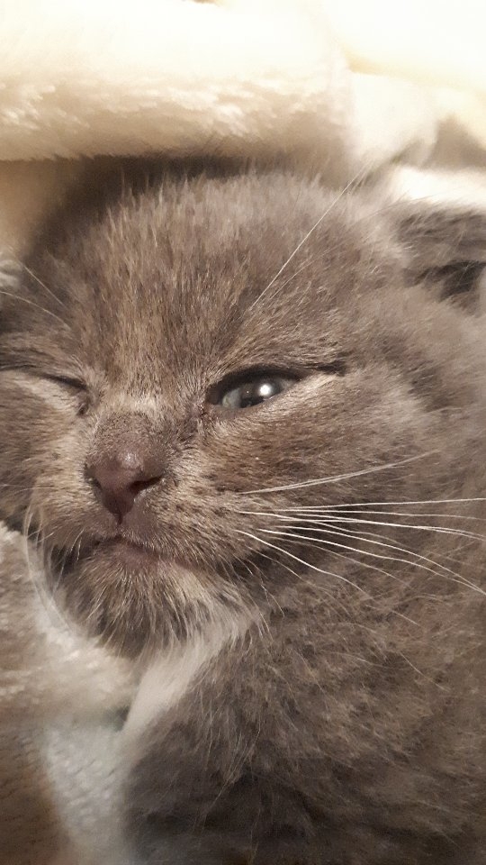 Ульяна Иконопись  Вышивка в LOOKY. . Единственный в мире ...