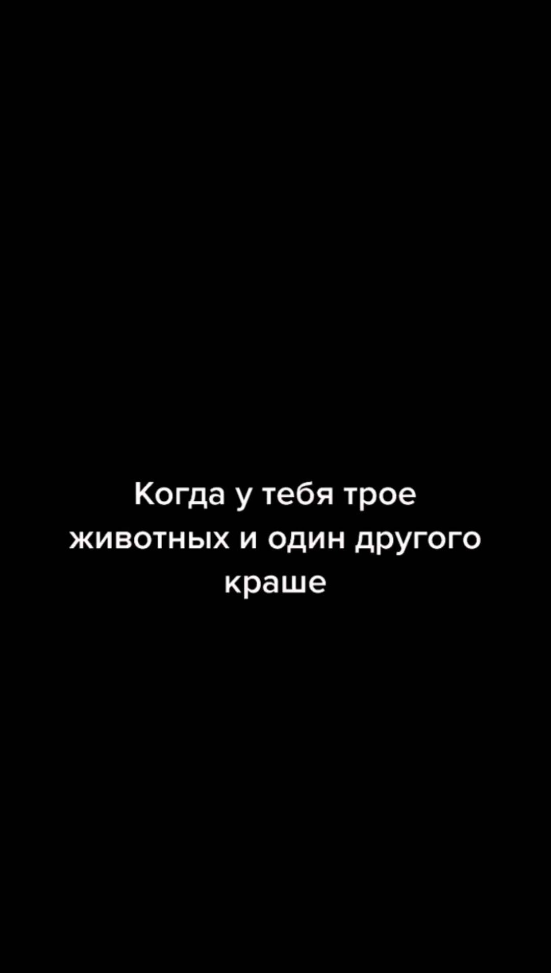 persedskij в LOOKY. . Кошатник... Что тут ...