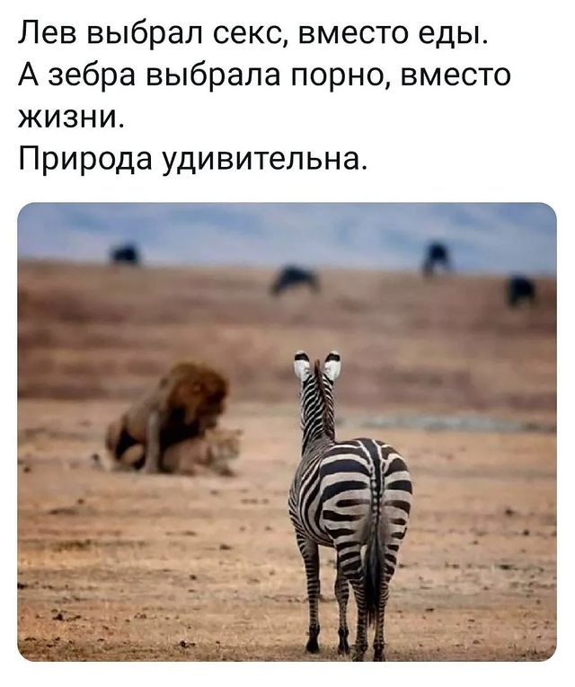massaj_julia_kzn в LOOKY. #расмышлизмы#наблюдения#давайтежитьдружно#люди. Люди и кролики не ум...