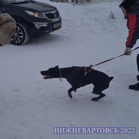 dressirovka_nv in LOOKY. . Защита. Тренинг 16.0...