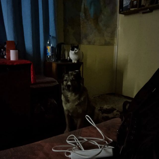 morphineshot в LOOKY. . Котопёс чего то ждёт