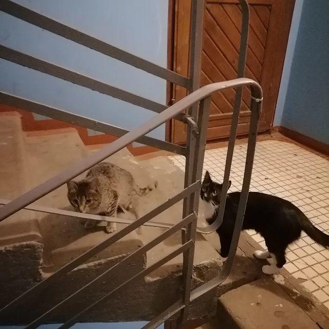 daniellamalinovskaa в LOOKY. . Кошачий движ)