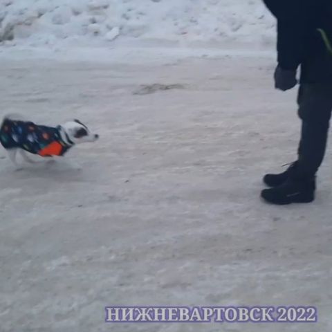 dressirovka_nv in LOOKY. . Очень выросли наши п...