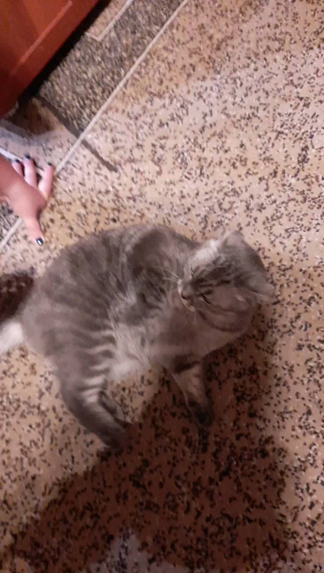 vvvadim_2696 в LOOKY. . Играем с котом)