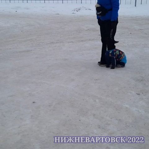 dressirovka_nv in LOOKY. . Эффектный подзыв. Ка...