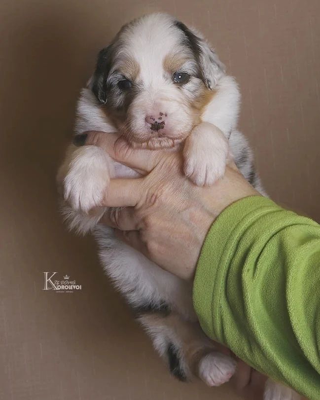 iz_doma_korolevoi_kennel в LOOKY — фото 5
