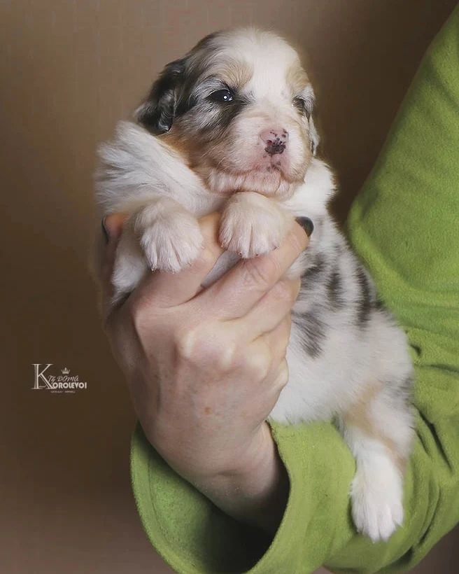 iz_doma_korolevoi_kennel в LOOKY — фото 2