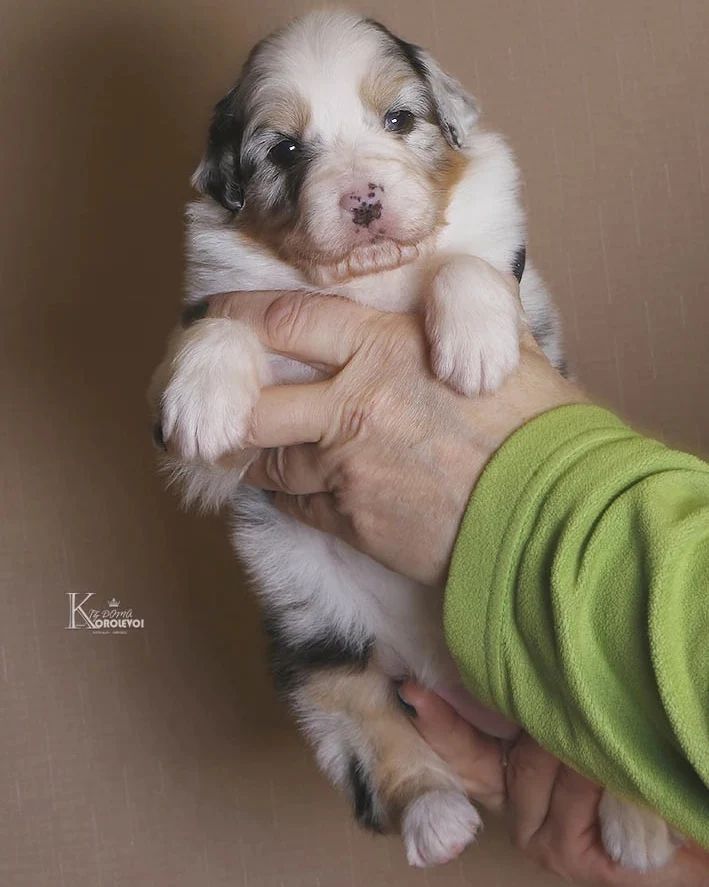 iz_doma_korolevoi_kennel в LOOKY — фото 3