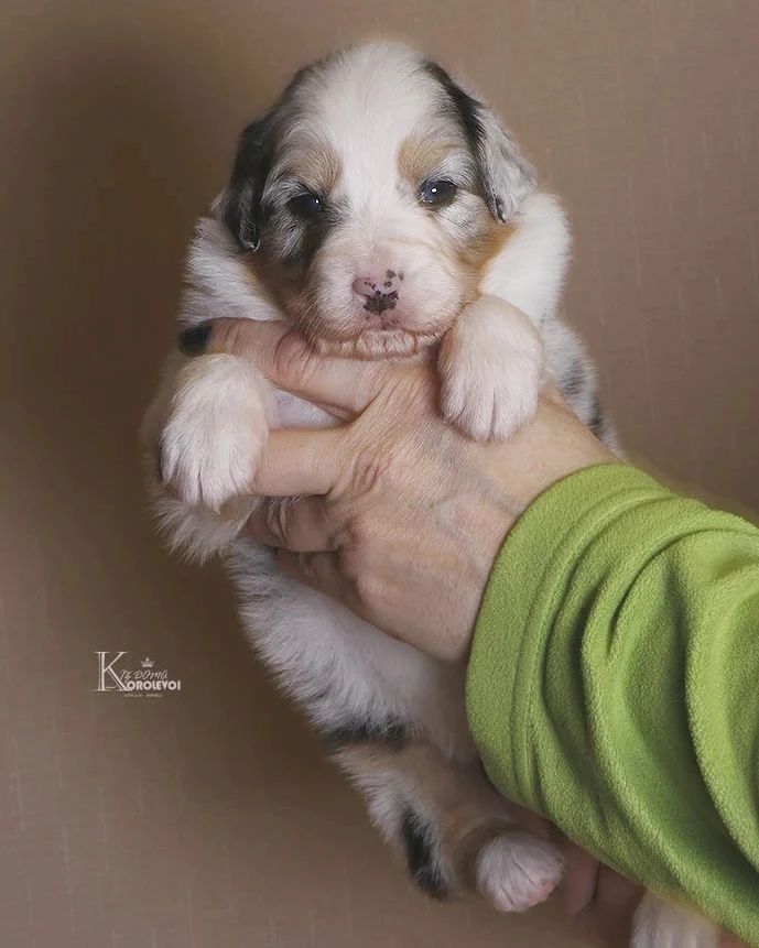 iz_doma_korolevoi_kennel в LOOKY — фото 6