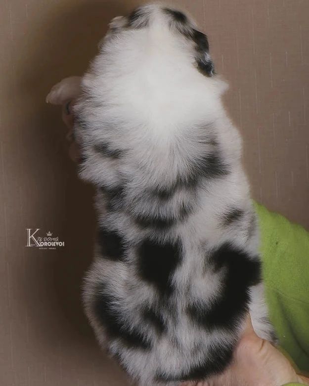 iz_doma_korolevoi_kennel в LOOKY — фото 7