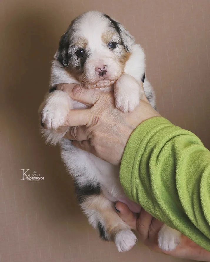 iz_doma_korolevoi_kennel в LOOKY — фото 4