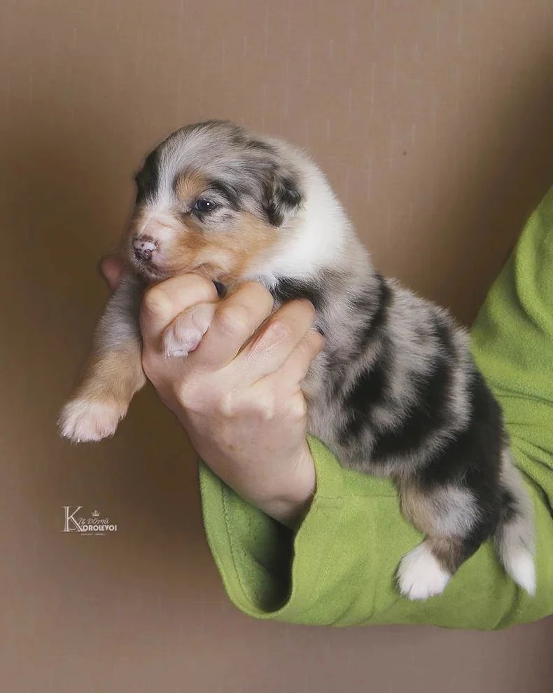 iz_doma_korolevoi_kennel в LOOKY — фото 7