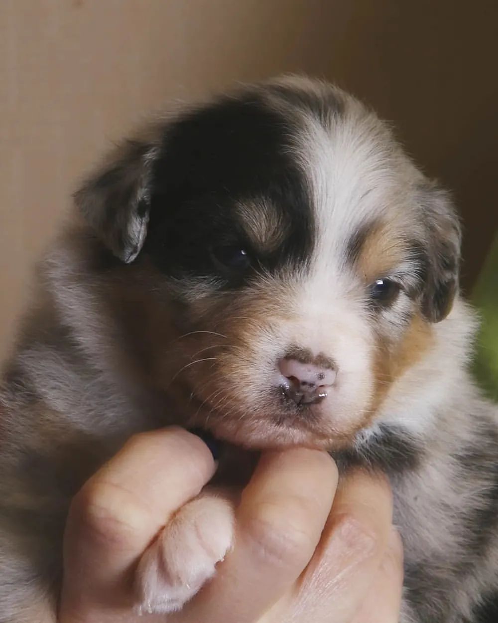 iz_doma_korolevoi_kennel в LOOKY — фото 2