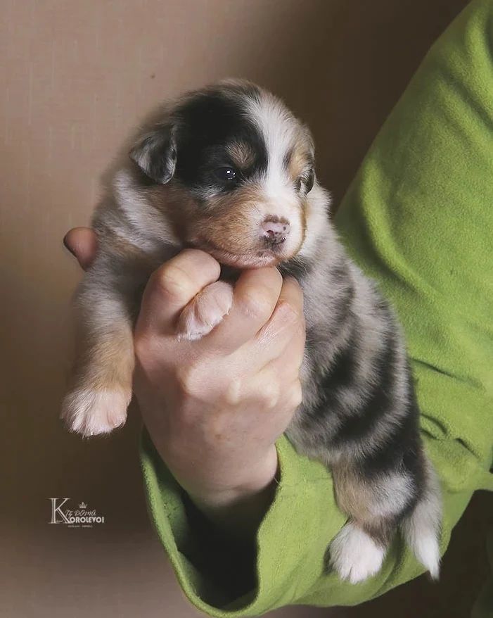 iz_doma_korolevoi_kennel в LOOKY — фото 5