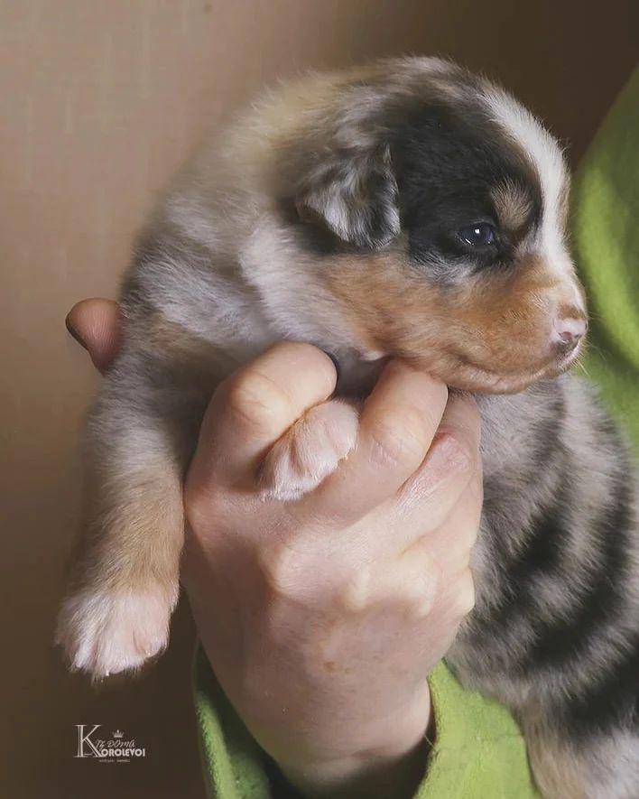 iz_doma_korolevoi_kennel в LOOKY — фото 6