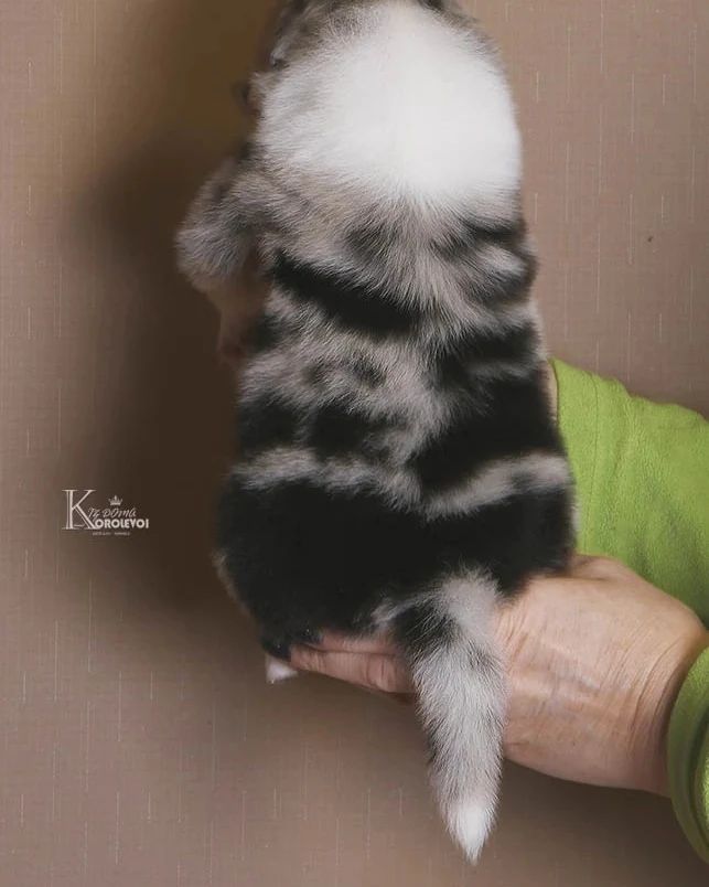 iz_doma_korolevoi_kennel в LOOKY — фото 9